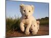 Portrait of Two White Lion Cub Siblings, One Laying Down and One with it's Paw Raised.-Karine Aigner-Mounted Premium Photographic Print