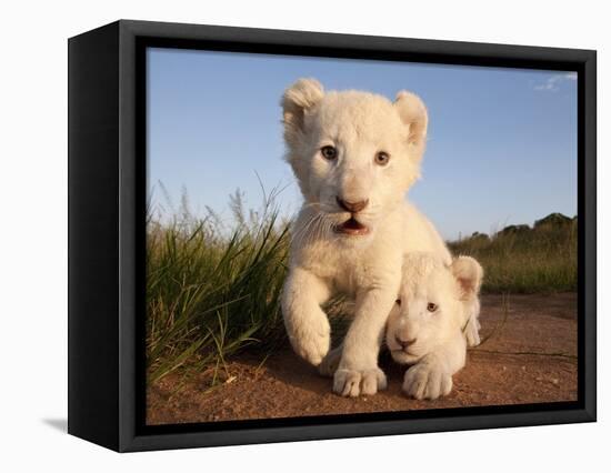 Portrait of Two White Lion Cub Siblings, One Laying Down and One with it's Paw Raised.-Karine Aigner-Framed Stretched Canvas