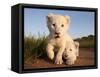 Portrait of Two White Lion Cub Siblings, One Laying Down and One with it's Paw Raised.-Karine Aigner-Framed Stretched Canvas