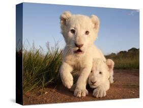 Portrait of Two White Lion Cub Siblings, One Laying Down and One with it's Paw Raised.-Karine Aigner-Stretched Canvas