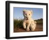 Portrait of Two White Lion Cub Siblings, One Laying Down and One with it's Paw Raised.-Karine Aigner-Framed Photographic Print