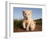 Portrait of Two White Lion Cub Siblings, One Laying Down and One with it's Paw Raised.-Karine Aigner-Framed Photographic Print