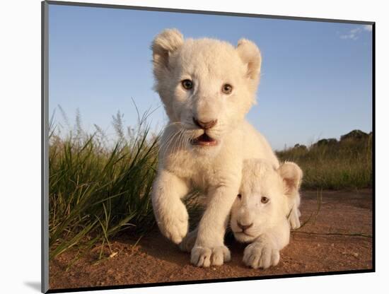 Portrait of Two White Lion Cub Siblings, One Laying Down and One with it's Paw Raised.-Karine Aigner-Mounted Photographic Print