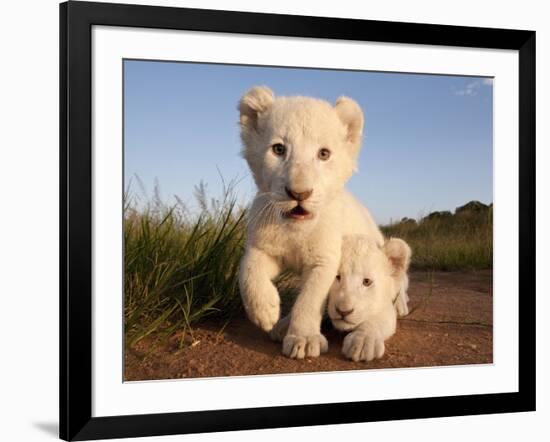 Portrait of Two White Lion Cub Siblings, One Laying Down and One with it's Paw Raised.-Karine Aigner-Framed Photographic Print