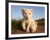 Portrait of Two White Lion Cub Siblings, One Laying Down and One with it's Paw Raised.-Karine Aigner-Framed Photographic Print