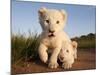 Portrait of Two White Lion Cub Siblings, One Laying Down and One with it's Paw Raised.-Karine Aigner-Mounted Photographic Print