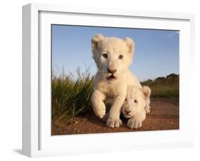 Portrait of Two White Lion Cub Siblings, One Laying Down and One with it's Paw Raised.-Karine Aigner-Framed Photographic Print