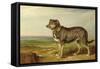 Portrait of 'Vic', a Spanish Bloodhound, C.1818-20-James Ward-Framed Stretched Canvas