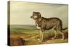 Portrait of 'Vic', a Spanish Bloodhound, C.1818-20-James Ward-Stretched Canvas