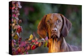 Portrait of Vizsla Standing by Autumn Foliage, Guilford, Connecticut, USA-Lynn M^ Stone-Stretched Canvas