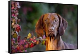 Portrait of Vizsla Standing by Autumn Foliage, Guilford, Connecticut, USA-Lynn M^ Stone-Framed Stretched Canvas