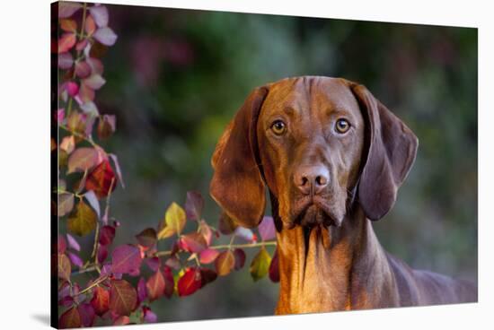 Portrait of Vizsla Standing by Autumn Foliage, Guilford, Connecticut, USA-Lynn M^ Stone-Stretched Canvas