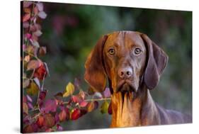 Portrait of Vizsla Standing by Autumn Foliage, Guilford, Connecticut, USA-Lynn M^ Stone-Stretched Canvas