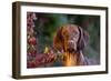 Portrait of Vizsla Standing by Autumn Foliage, Guilford, Connecticut, USA-Lynn M^ Stone-Framed Photographic Print