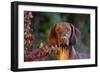 Portrait of Vizsla Standing by Autumn Foliage, Guilford, Connecticut, USA-Lynn M^ Stone-Framed Photographic Print