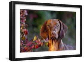 Portrait of Vizsla Standing by Autumn Foliage, Guilford, Connecticut, USA-Lynn M^ Stone-Framed Photographic Print