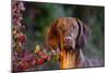 Portrait of Vizsla Standing by Autumn Foliage, Guilford, Connecticut, USA-Lynn M^ Stone-Mounted Photographic Print