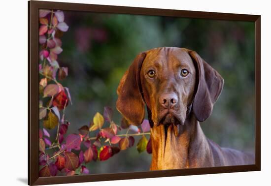 Portrait of Vizsla Standing by Autumn Foliage, Guilford, Connecticut, USA-Lynn M^ Stone-Framed Photographic Print
