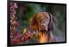 Portrait of Vizsla Standing by Autumn Foliage, Guilford, Connecticut, USA-Lynn M^ Stone-Framed Photographic Print