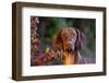 Portrait of Vizsla Standing by Autumn Foliage, Guilford, Connecticut, USA-Lynn M^ Stone-Framed Photographic Print