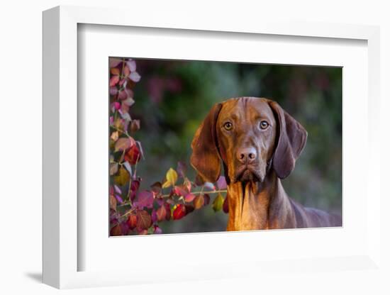 Portrait of Vizsla Standing by Autumn Foliage, Guilford, Connecticut, USA-Lynn M^ Stone-Framed Photographic Print