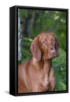 Portrait of Vizsla Standing by Summer Vegetation, Marlborough, Connecticut, USA-Lynn M^ Stone-Framed Stretched Canvas