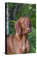 Portrait of Vizsla Standing by Summer Vegetation, Marlborough, Connecticut, USA-Lynn M^ Stone-Stretched Canvas