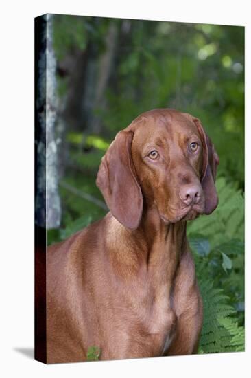 Portrait of Vizsla Standing by Summer Vegetation, Marlborough, Connecticut, USA-Lynn M^ Stone-Stretched Canvas