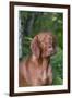 Portrait of Vizsla Standing by Summer Vegetation, Marlborough, Connecticut, USA-Lynn M^ Stone-Framed Premium Photographic Print