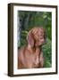 Portrait of Vizsla Standing by Summer Vegetation, Marlborough, Connecticut, USA-Lynn M^ Stone-Framed Photographic Print