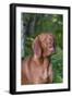 Portrait of Vizsla Standing by Summer Vegetation, Marlborough, Connecticut, USA-Lynn M^ Stone-Framed Photographic Print