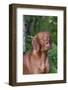 Portrait of Vizsla Standing by Summer Vegetation, Marlborough, Connecticut, USA-Lynn M^ Stone-Framed Photographic Print