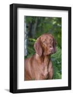 Portrait of Vizsla Standing by Summer Vegetation, Marlborough, Connecticut, USA-Lynn M^ Stone-Framed Photographic Print