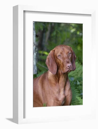 Portrait of Vizsla Standing by Summer Vegetation, Marlborough, Connecticut, USA-Lynn M^ Stone-Framed Photographic Print