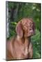 Portrait of Vizsla Standing by Summer Vegetation, Marlborough, Connecticut, USA-Lynn M^ Stone-Mounted Photographic Print