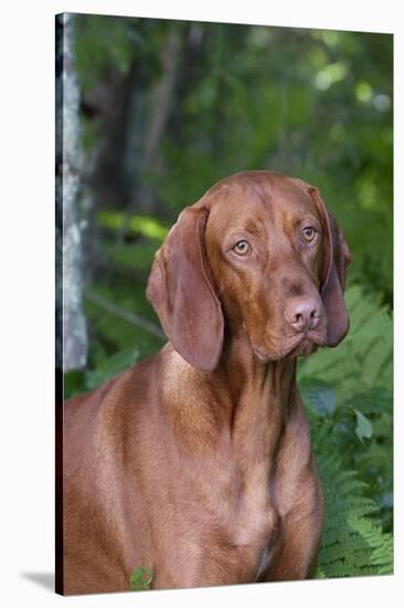 Portrait of Vizsla Standing by Summer Vegetation, Marlborough, Connecticut, USA-Lynn M^ Stone-Stretched Canvas