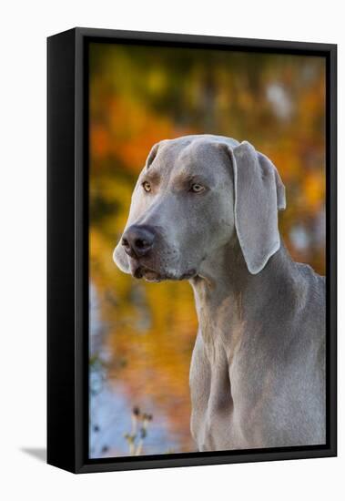 Portrait of Weimaraner Standing by Pond in Autumn, Colchester, Connecticut, USA-Lynn M^ Stone-Framed Stretched Canvas