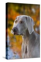 Portrait of Weimaraner Standing by Pond in Autumn, Colchester, Connecticut, USA-Lynn M^ Stone-Stretched Canvas