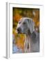 Portrait of Weimaraner Standing by Pond in Autumn, Colchester, Connecticut, USA-Lynn M^ Stone-Framed Photographic Print