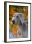 Portrait of Weimaraner Standing by Pond in Autumn, Colchester, Connecticut, USA-Lynn M^ Stone-Framed Photographic Print
