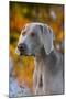 Portrait of Weimaraner Standing by Pond in Autumn, Colchester, Connecticut, USA-Lynn M^ Stone-Mounted Photographic Print