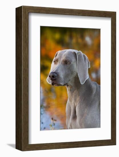 Portrait of Weimaraner Standing by Pond in Autumn, Colchester, Connecticut, USA-Lynn M^ Stone-Framed Photographic Print