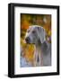 Portrait of Weimaraner Standing by Pond in Autumn, Colchester, Connecticut, USA-Lynn M^ Stone-Framed Photographic Print