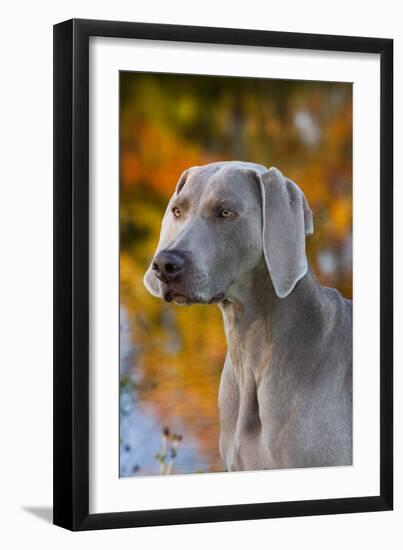 Portrait of Weimaraner Standing by Pond in Autumn, Colchester, Connecticut, USA-Lynn M^ Stone-Framed Photographic Print