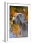 Portrait of Weimaraner Standing by Pond in Autumn, Colchester, Connecticut, USA-Lynn M^ Stone-Framed Photographic Print