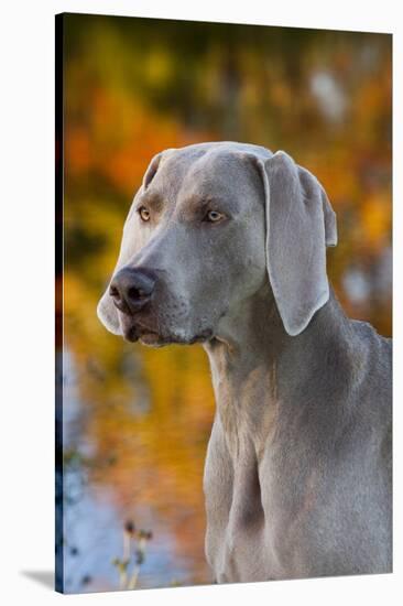 Portrait of Weimaraner Standing by Pond in Autumn, Colchester, Connecticut, USA-Lynn M^ Stone-Stretched Canvas