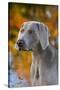 Portrait of Weimaraner Standing by Pond in Autumn, Colchester, Connecticut, USA-Lynn M^ Stone-Stretched Canvas