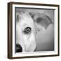 Portrait of Westie Labrador Mixed Dog-null-Framed Photographic Print