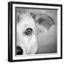 Portrait of Westie Labrador Mixed Dog-null-Framed Photographic Print