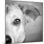 Portrait of Westie Labrador Mixed Dog-null-Mounted Photographic Print